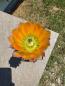 Preview: Echinocereus ctenoides